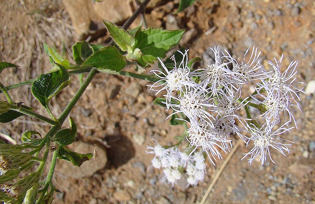 Herbe du laos (Chromolaena odorata)
