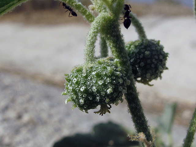 Tournesol des teinturiers