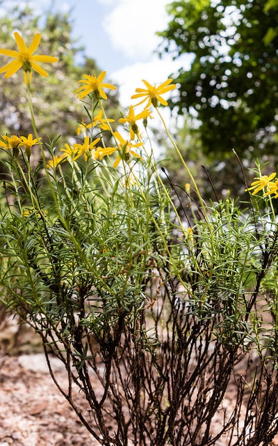 Chrysactinia mexicana
