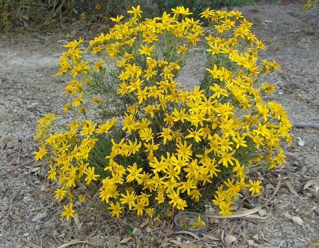 Chrysactinia mexicana
