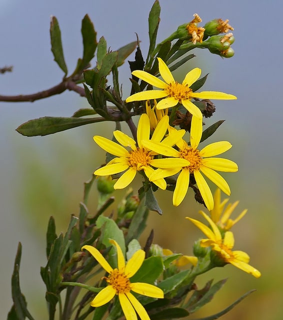Faux chrysanthème