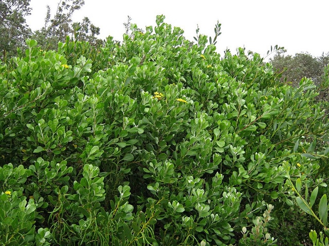 Faux chrysanthème