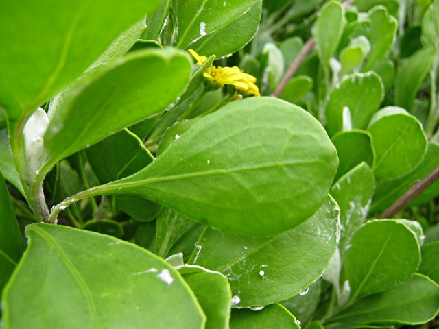 Faux chrysanthème (Chrysanthemoides monilifera)