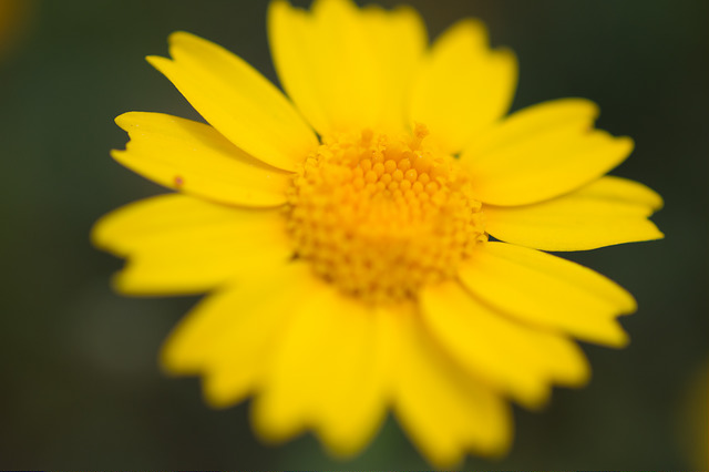 Chrysanthemum coronarium