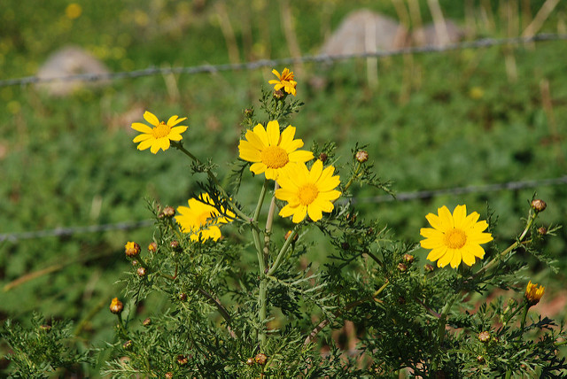 Chrysanthemum coronarium