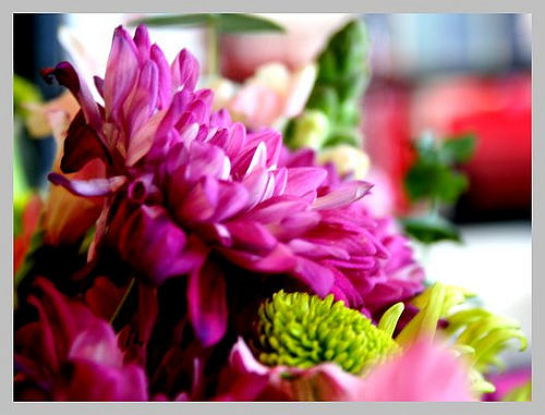 Chrysanthemum coronarium