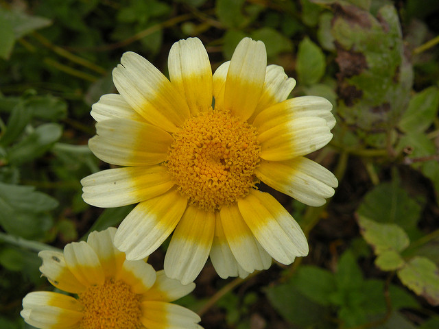 Chrysanthemum coronarium