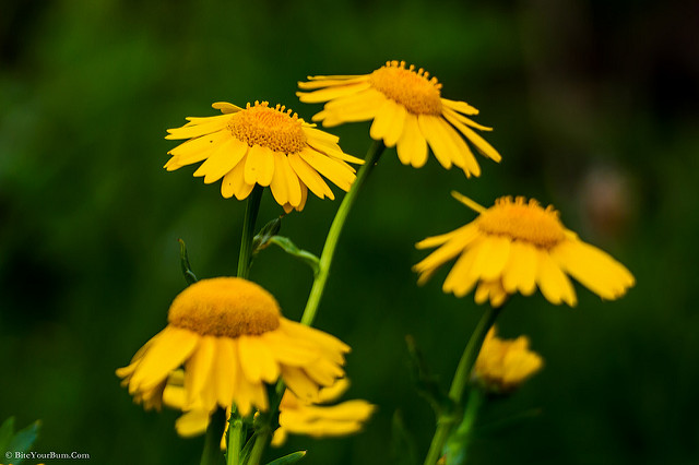 Chrysanthème des blés