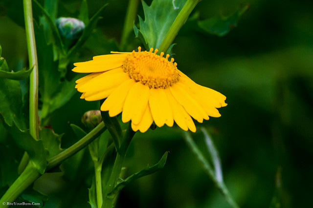Chrysanthème des blés