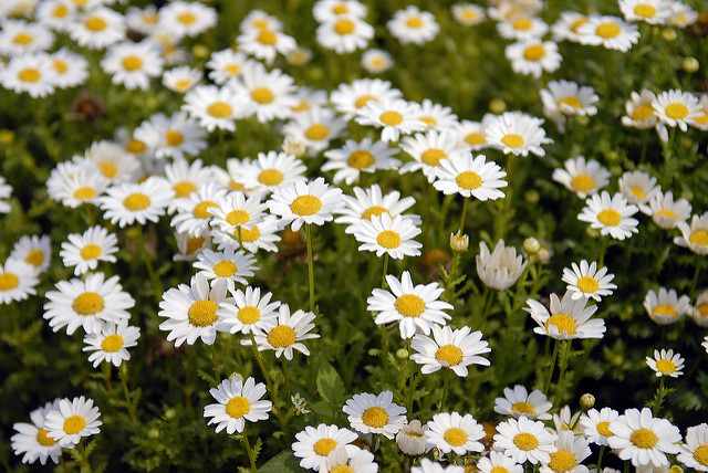 Chrysanthème des blés