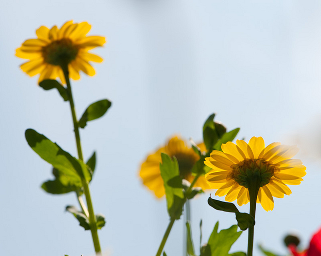 Chrysanthème des blés