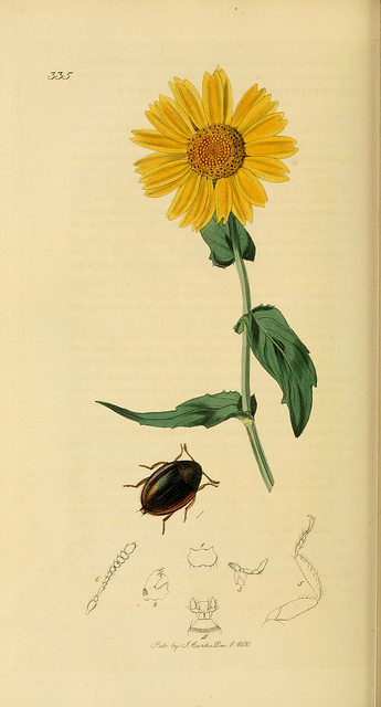 Chrysanthème des blés