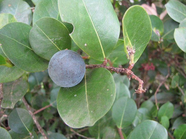Chrysobalanus icaco