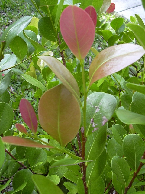 Chrysobalanus icaco
