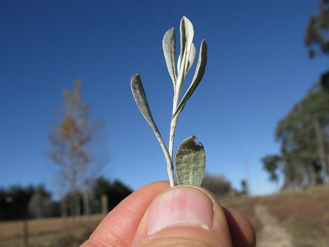 Chrysocephalum apiculatum