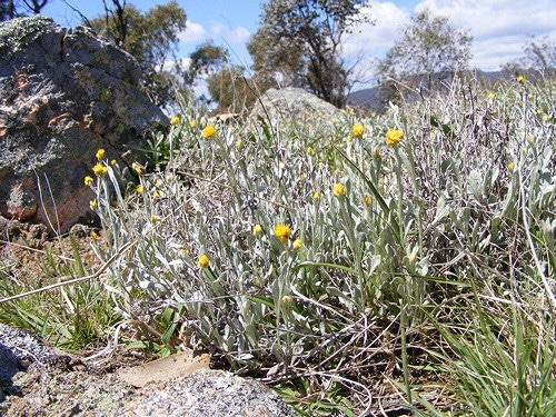 Chrysocephalum apiculatum