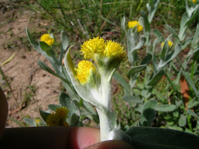 Chrysocephalum apiculatum