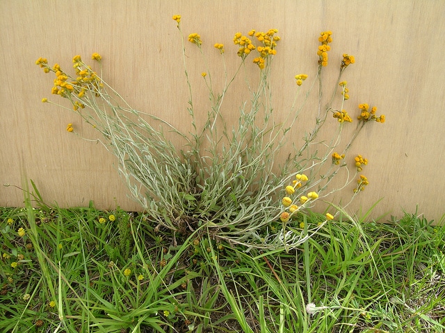 Chrysocephalum apiculatum