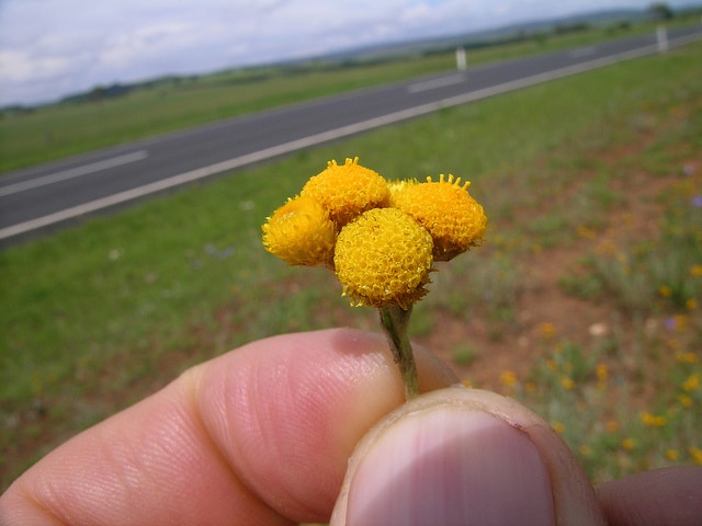 Chrysocephalum apiculatum
