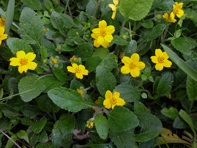 Genou doré (Chrysogonum virginianum)