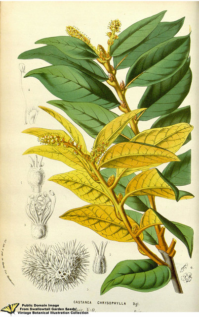 Chrysolepis chrysophylla (Chrysolepis chrysophylla)
