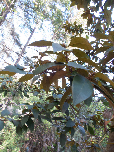 Chrysolepis chrysophylla