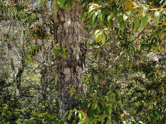 Chrysolepis chrysophylla