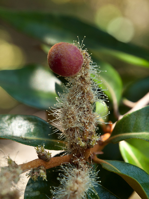 Chrysolepis chrysophylla