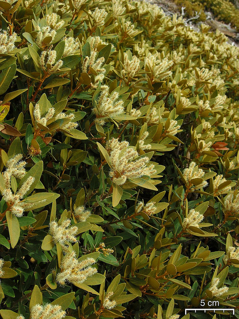 Chrysolepis sempervirens