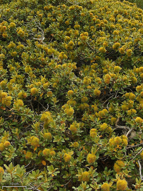 Chrysolepis sempervirens