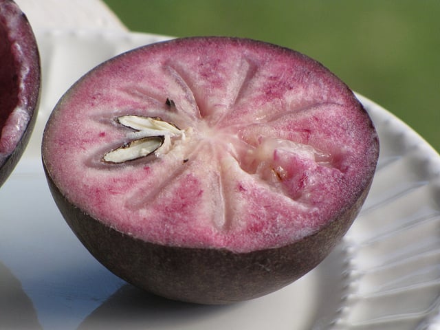 Caïmitier