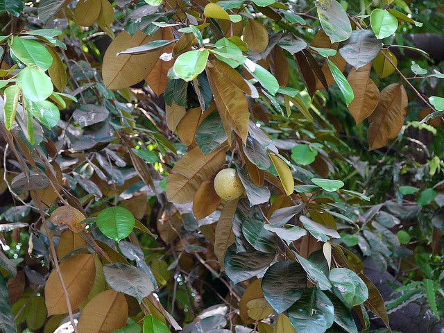 Caïmitier (Chrysophyllum cainito)