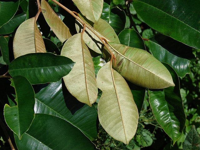 Caïmite marron (Chrysophyllum oliviforme)