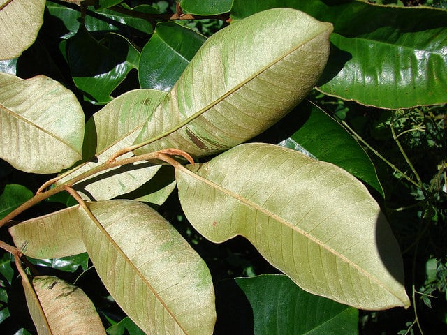 Caïmite marron