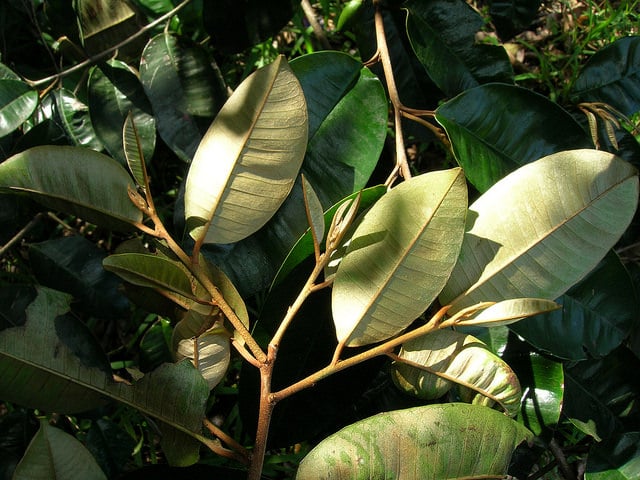 Caïmite marron