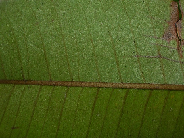 Caïmite marron