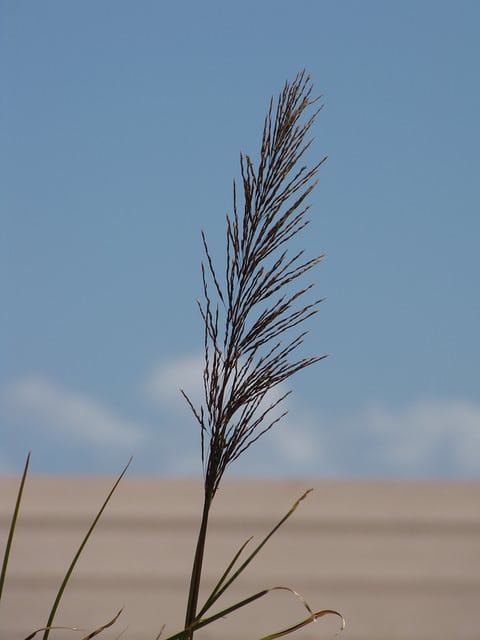 Chrysopogon zizanioides
