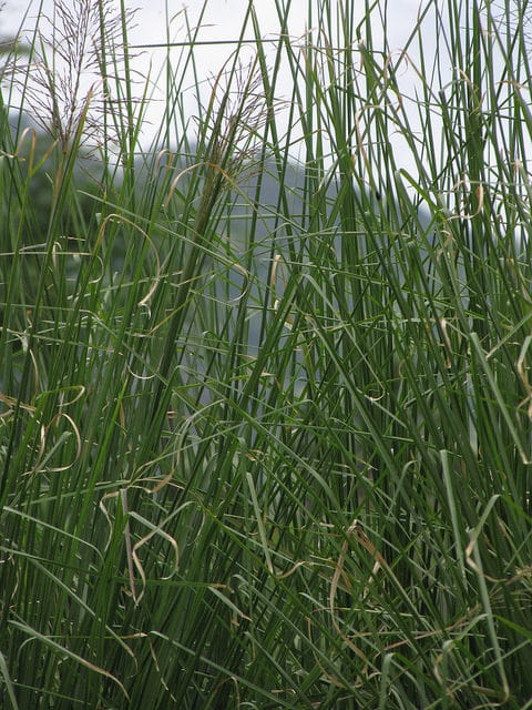 Chrysopogon zizanioides