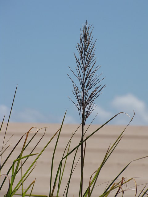 Chrysopogon zizanioides