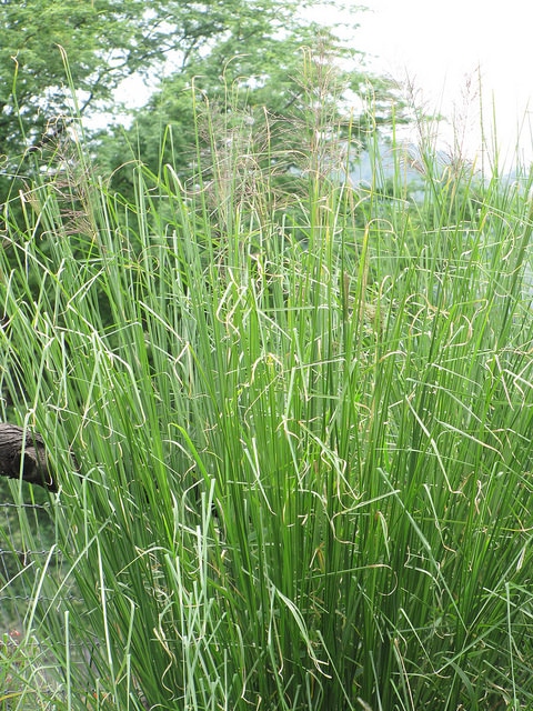 Chrysopogon zizanioides