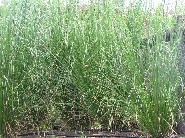 Chrysopogon zizanioides