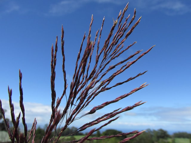 Chrysopogon zizanioides