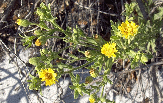 Chrysopsis mariana
