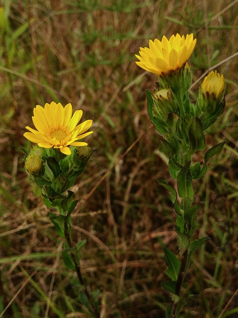 Chrysopsis mariana