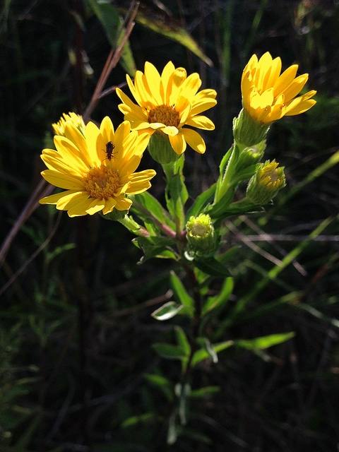 Chrysopsis mariana