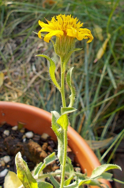Aster jaune nain