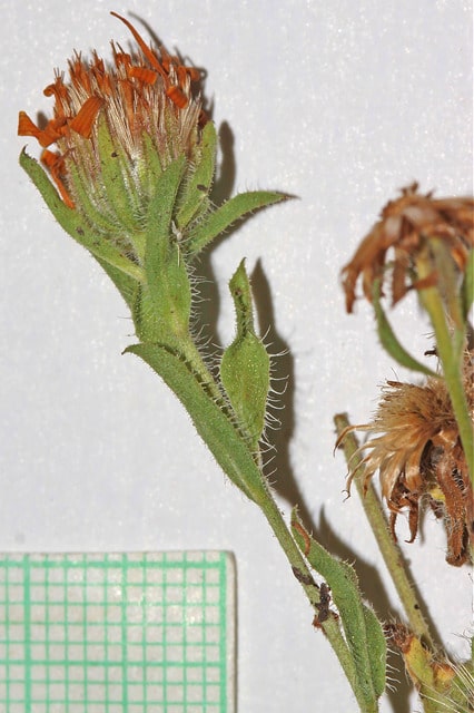 Aster jaune nain
