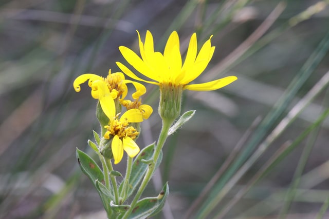 Aster jaune nain (Chrysopsis villosa)