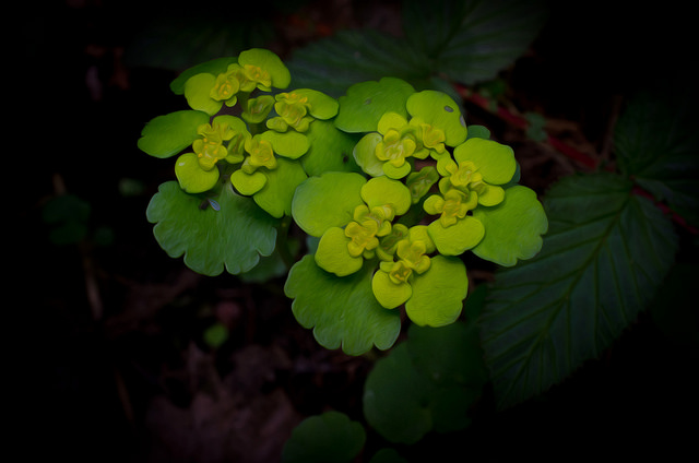 Dorine à feuilles alternes