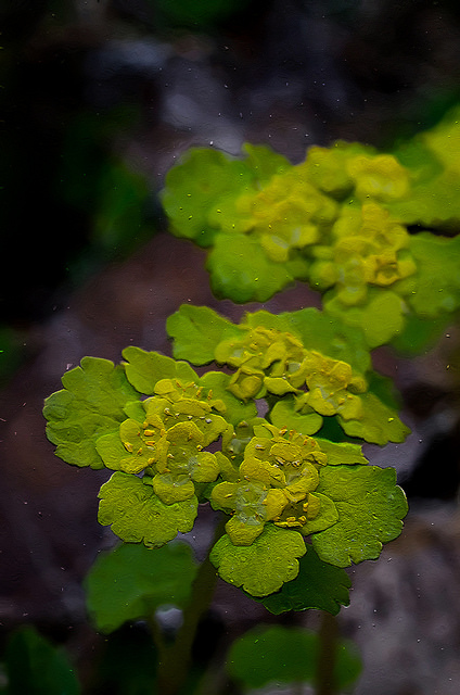 Dorine à feuilles alternes
